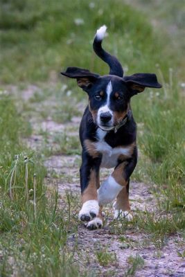 中型犬 飼いやすい、でも実は猫派？